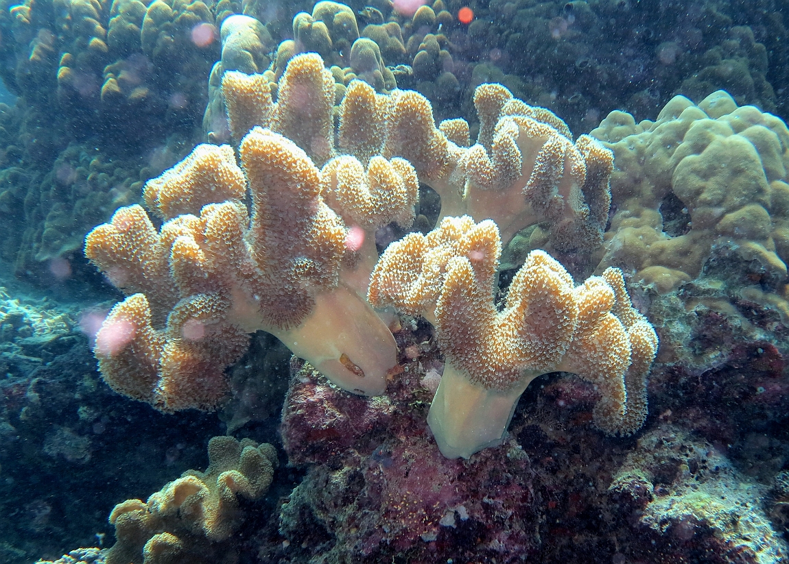 IMG_0878rf_Maldives_Madoogali_Plongee 9_House reef north_C orail mou.jpg